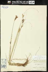 Juncus greenei image