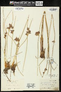 Juncus lesueurii image