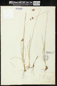 Juncus longistylis image