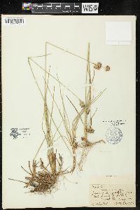 Juncus longistylis image