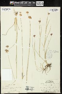 Juncus longistylis image