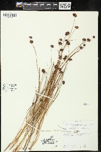 Juncus longistylis image