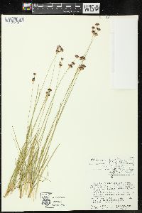 Juncus longistylis image