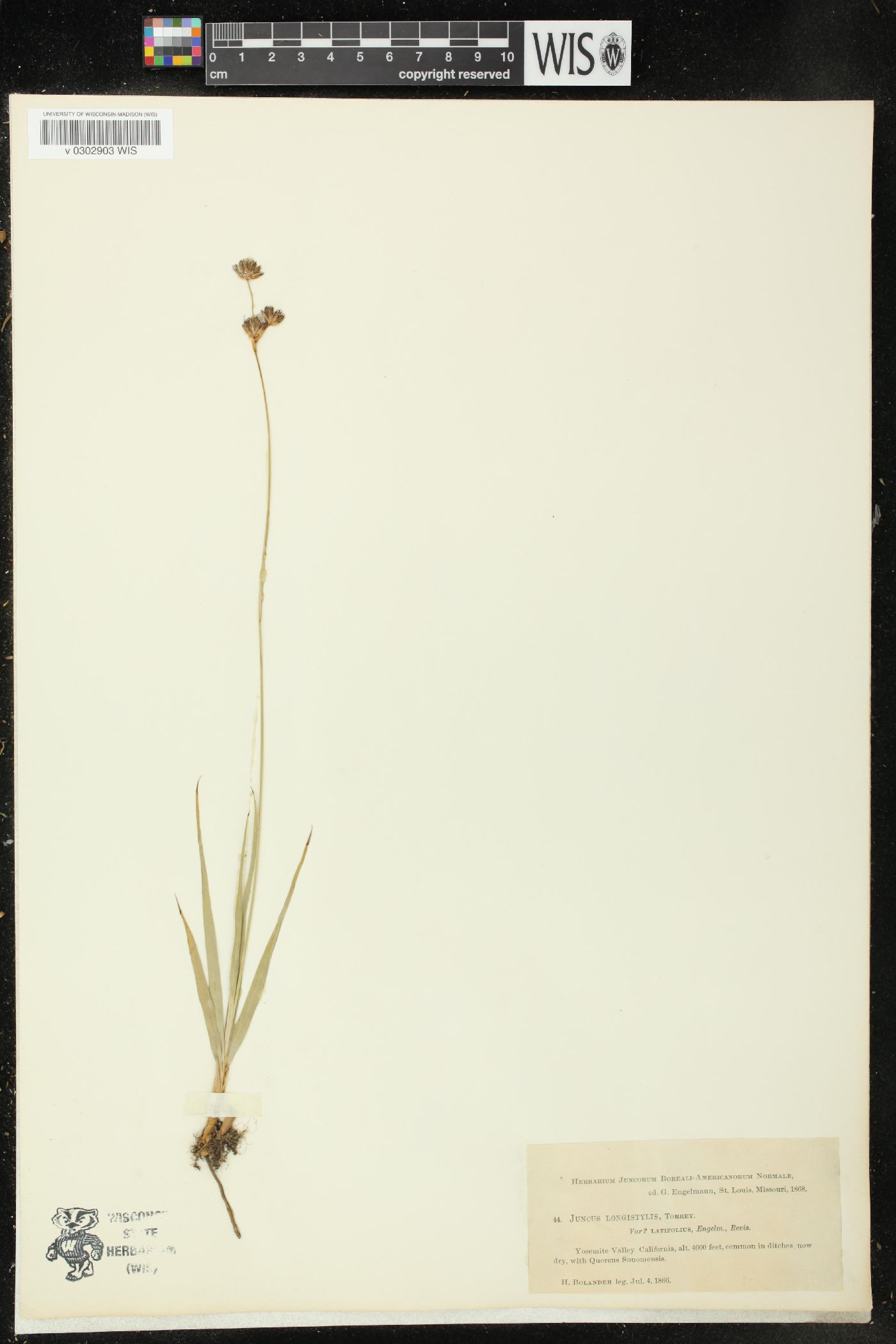 Juncus longistylis var. latifolius image