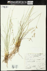 Juncus longistylis image