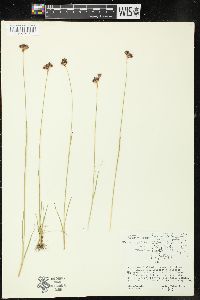 Juncus longistylis image