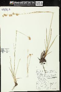 Juncus longistylis image