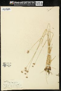 Juncus longistylis image