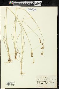 Juncus longistylis image