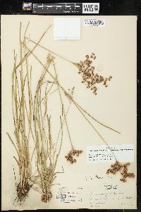 Juncus marginatus var. biflorus image