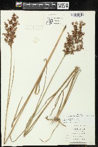 Juncus marginatus var. biflorus image