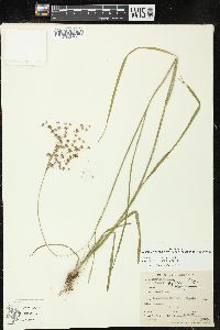 Juncus marginatus var. biflorus image