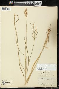 Juncus marginatus var. biflorus image