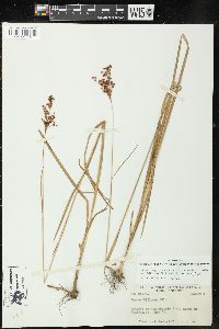 Juncus marginatus var. biflorus image