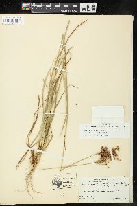 Juncus marginatus var. biflorus image