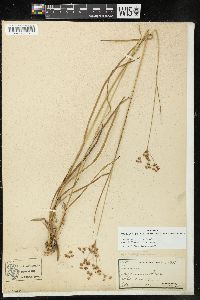 Juncus marginatus var. biflorus image