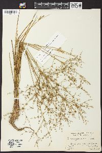 Juncus diffusissimus image