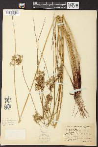 Juncus effusus var. pylaei image