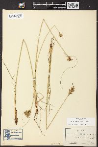 Juncus greenei image