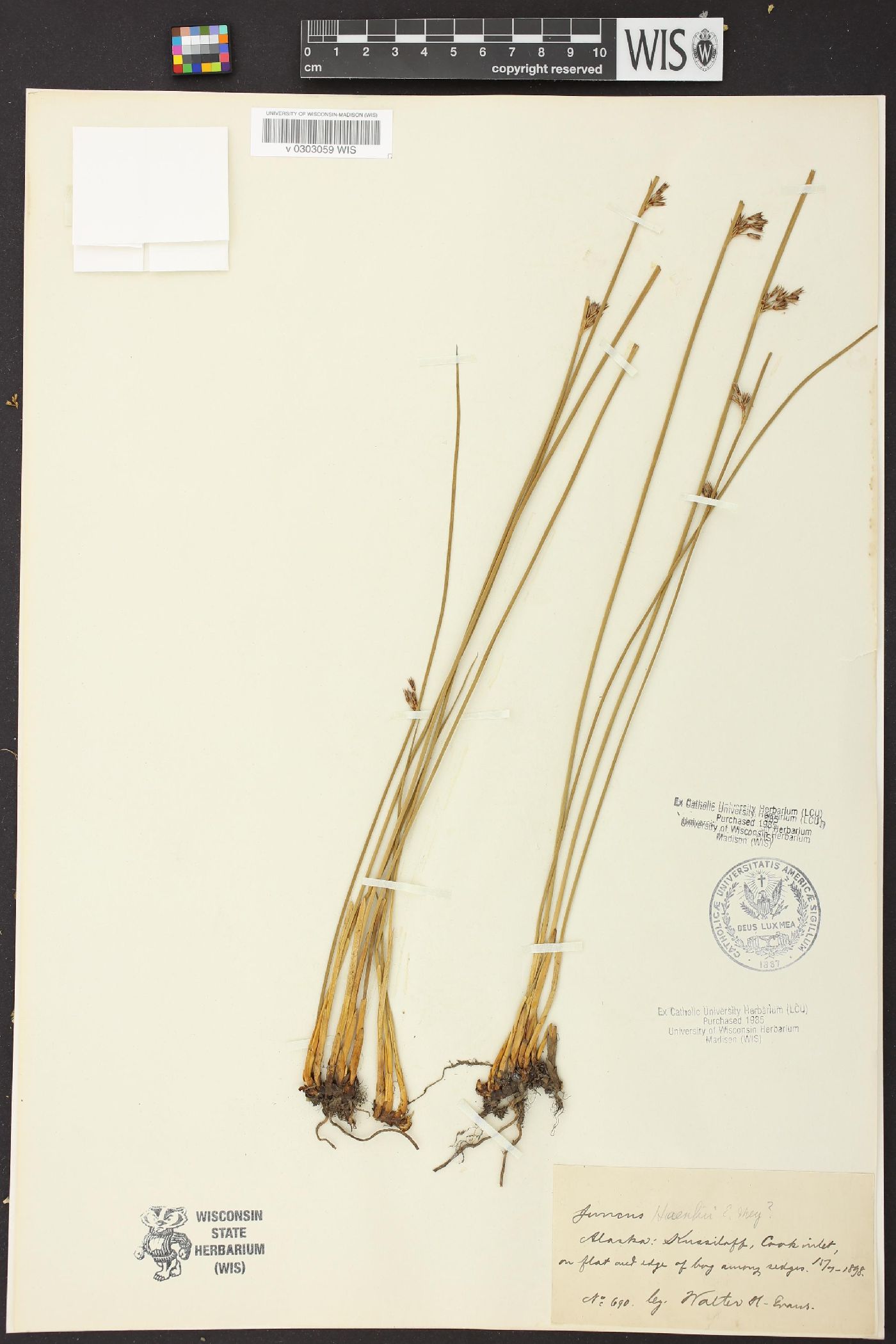 Juncus hallii image