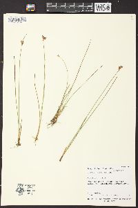 Juncus hallii image