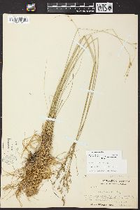 Juncus interior image