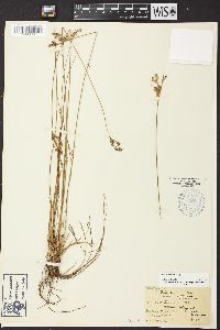 Juncus interior image