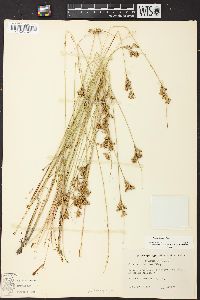 Juncus interior image