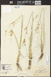 Juncus interior image