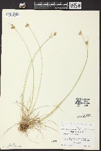 Juncus interior image