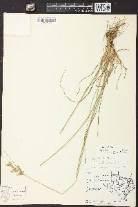 Juncus interior image