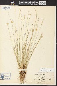 Juncus interior image