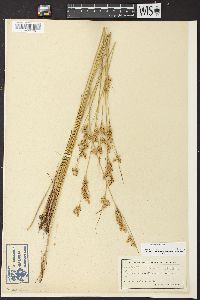 Juncus interior image