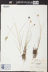 Juncus interior image