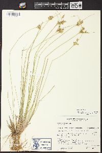 Juncus interior image