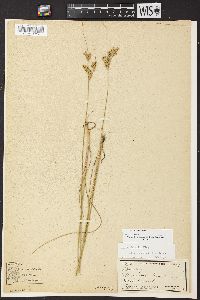 Juncus interior image