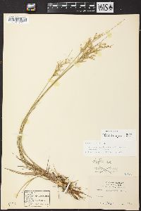 Juncus interior image