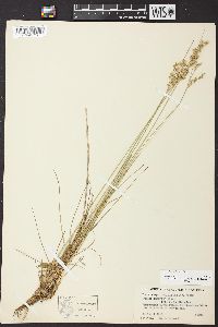 Juncus interior image