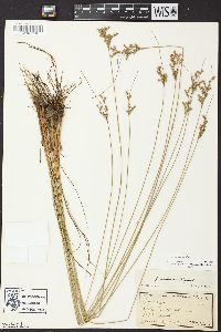 Juncus interior image