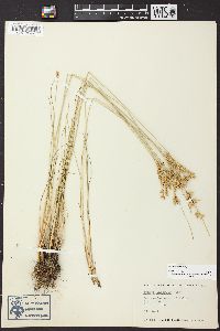 Juncus interior image