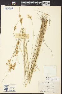 Juncus interior image