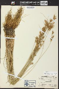 Juncus interior image