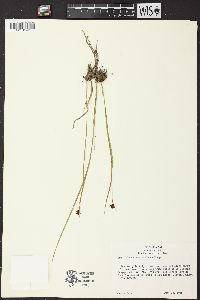 Juncus mertensianus image