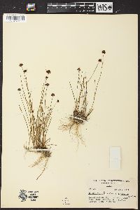 Juncus mertensianus image