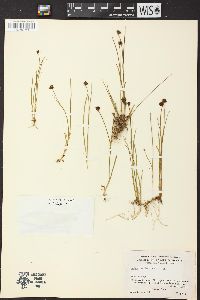 Juncus mertensianus image