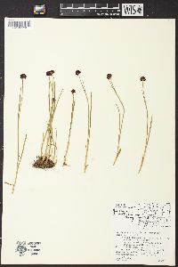 Juncus mertensianus image