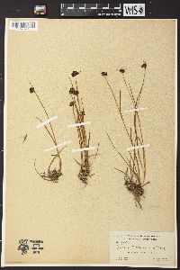 Juncus mertensianus image