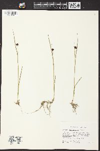 Juncus mertensianus image