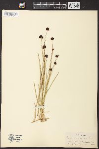 Juncus mertensianus image