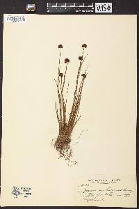 Juncus mertensianus image